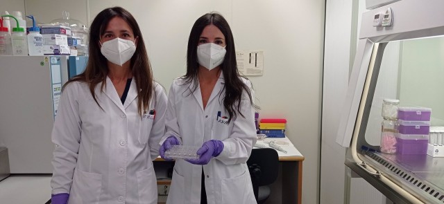 Un equipo de la UPV crea un hidrogel que reduce a la mitad la recuperación de lesiones musculares
