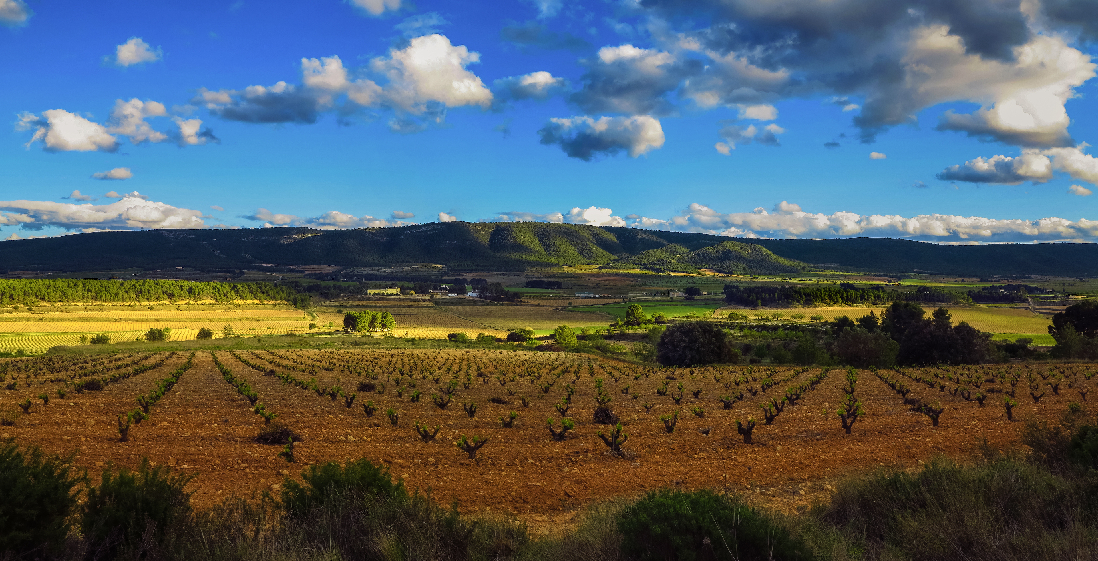 Un tendido eléctrico amenaza bodegas, fincas y cultivos de Terres dels Alforins  

