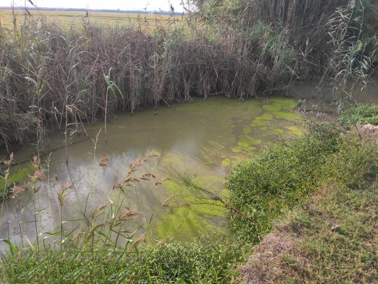La valenciana SerBiotec desarrolla una solución para acabar con el problema de la paja del arroz 