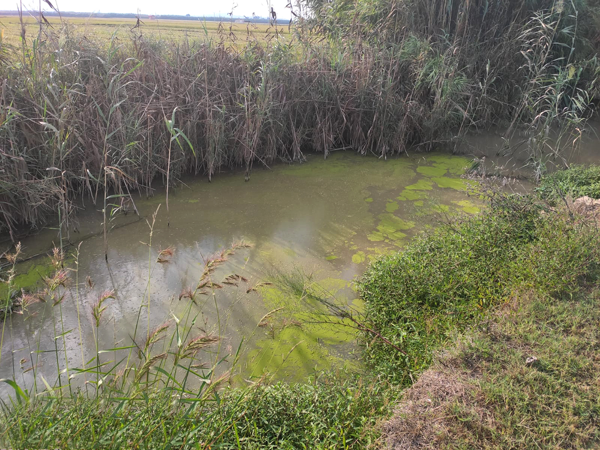 La valenciana SerBiotec desarrolla una solución para acabar con el problema de la paja del arroz 