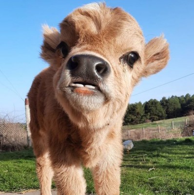 Un santuario de animales emigra de la Región a Soria por las amenazas de los vecinos