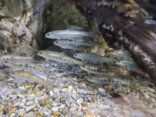 La Fundación Bioparc premiada por su contribución a la conservación del salmón Atlántico