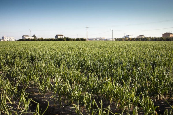 KM Zero y Smart Agrifood
Summit reconocerán a las startups agroalimentarias más innovadoras