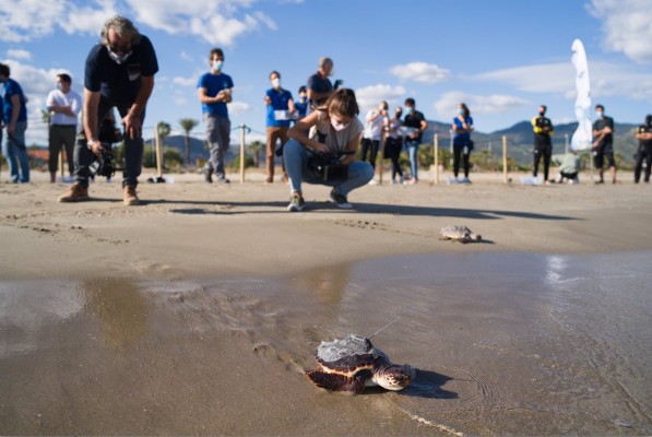Una de las tortugas soltadas en Castellón llega a Malta y el resto sigue en el Mediterráneo