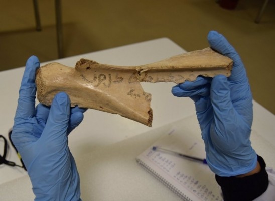 València estudia alfabetos islámicos escritos sobre escápulas de mamíferos en época de Balansiya