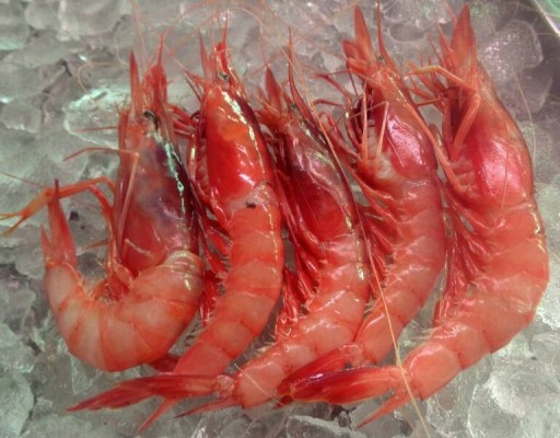 La gamba roja 'reaparece' en los caladeros de Águilas