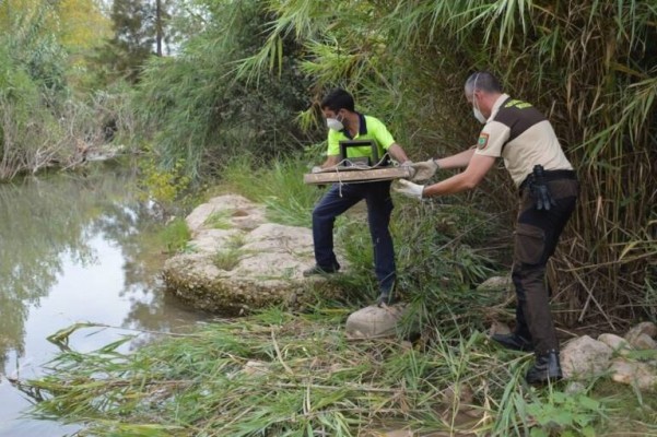 El Millars deja de controlar a los visones por seguridad ante los casos de ejemplares con covid