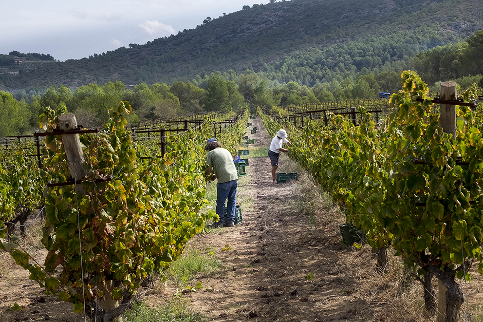 La batalla de los viticultores contra la instalación de placas fotovoltaicas en la 'Toscana valenciana'