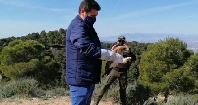 Dos aves protegidas levantan el vuelo tras su estancia en el Centro de Recuperación de 'El Valle' 