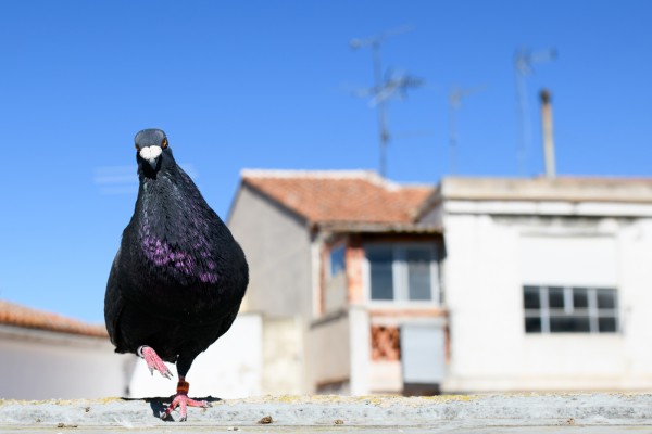 El cielo de plumas de colores, los prismáticos al cuello y el corazón en un puño

