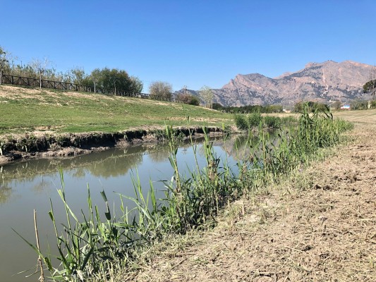 La CHS eliminará el cañaveral del río en Orihuela y lo sustituirá por especies autóctonas