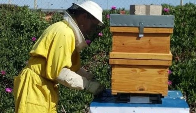 Un pacto en Murcia para proteger a los insectos polinizadores del cambio climático