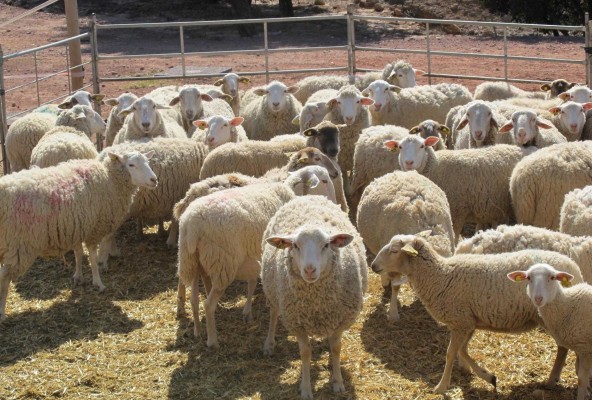 Alimentar al ganado con algas baja las emisiones de gases de efecto invernadero en un 82%

