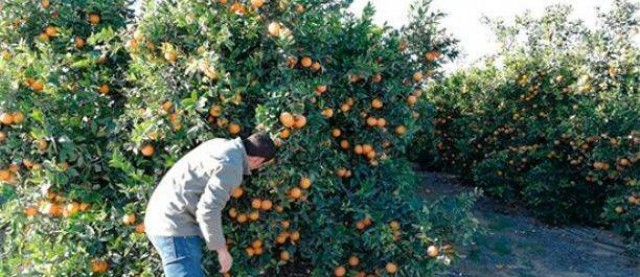 La Unió denuncia que varios supermercados ofertan naranjas por debajo de coste en almacén