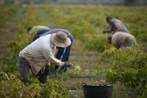 Una alianza nacional de empresas para promover la innovación en la cadena del sector agroalimentario