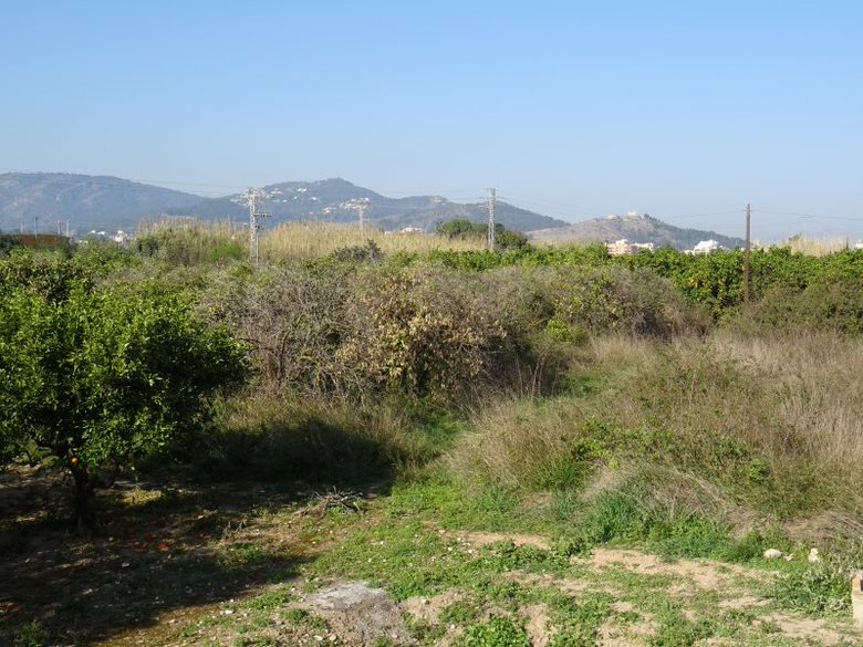 El Parlamento Europeo alerta del riesgo de abandono de tierras en la Comunitat Valenciana