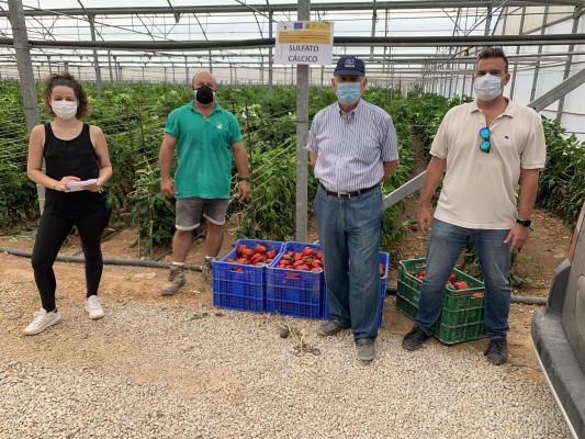 La UPCT avala el sulfato cálcico como alternativa ecológica a los nitratos para el campo de Cartagena