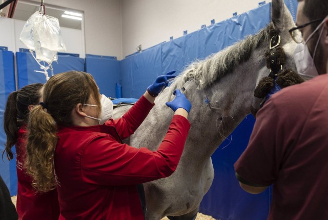 El hospital veterinario del CEU da de alta a los seis primeros caballos recuperados de rinoneumonía