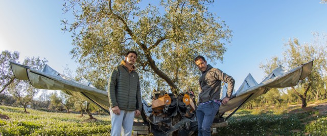 El mejor Aceite de Oliva Virgen Extra Ecológico de la Comunitat se elabora en Canet Lo Roig