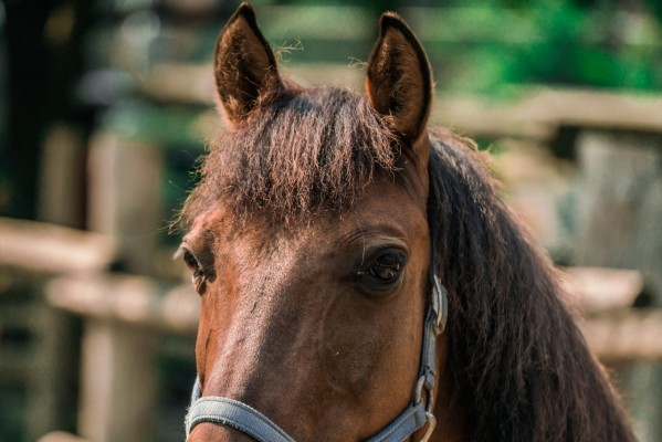 Mindfulness con caballos