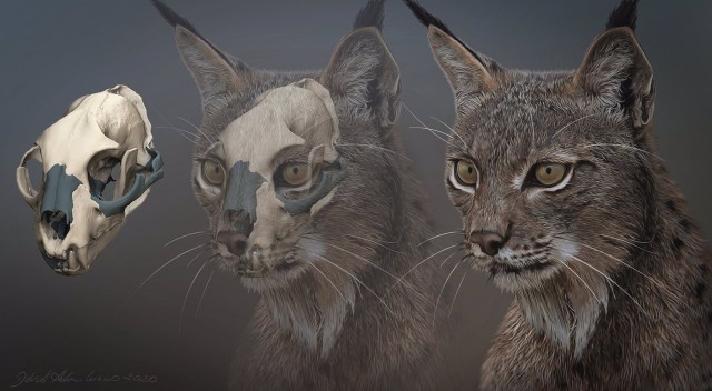 El lince ibérico habitó en Francia e Italia hace 600.000 años