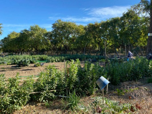 Pequeños trocitos de huerta para el ocio de los vecinos: adjudican 16 nuevas parcelas