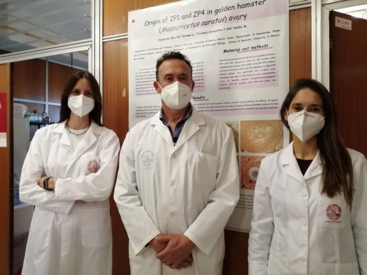 Científicos de la UMU desmontan una de las creencias sobre la reproducción
