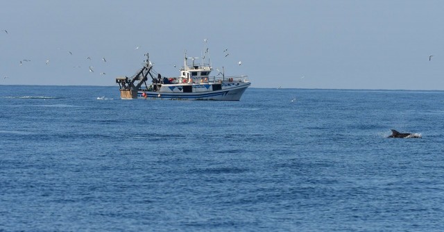 ANSE inicia nuevas campañas para estudiar los delfines mulares y cómo les afecta la pesca