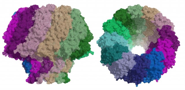 Mononucleosis infecciosa: la enfermedad del beso