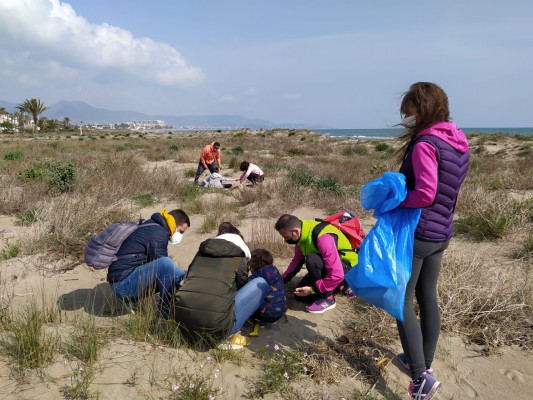 Castelló introduce 1.569 plantones autóctonos en el Serradal y Pinar para proteger el chorlitejo