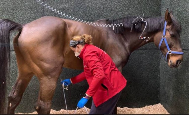 El brote de rinoneumonía equina mantiene a 423 caballos inmovilizados en la Comunitat Valenciana