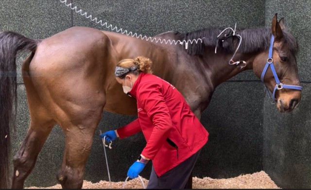 El brote de rinoneumonía equina afecta al menos a cuatro instalaciones de la Comunitat Valenciana