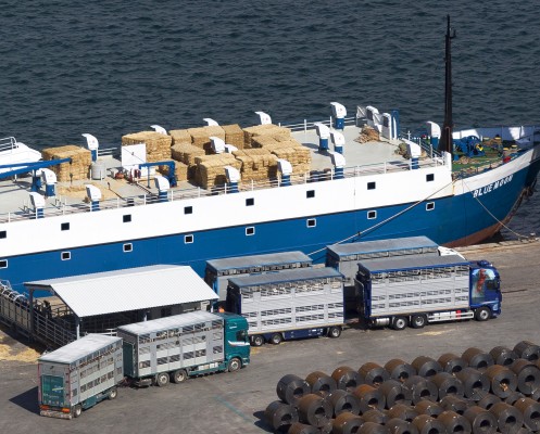 El Puerto de Cartagena retoma la exportación de ganado vivo desde este viernes