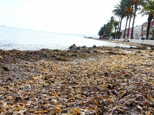 Luengo confirma que el estado del Mar Menor es el mejor desde la DANA de 2019