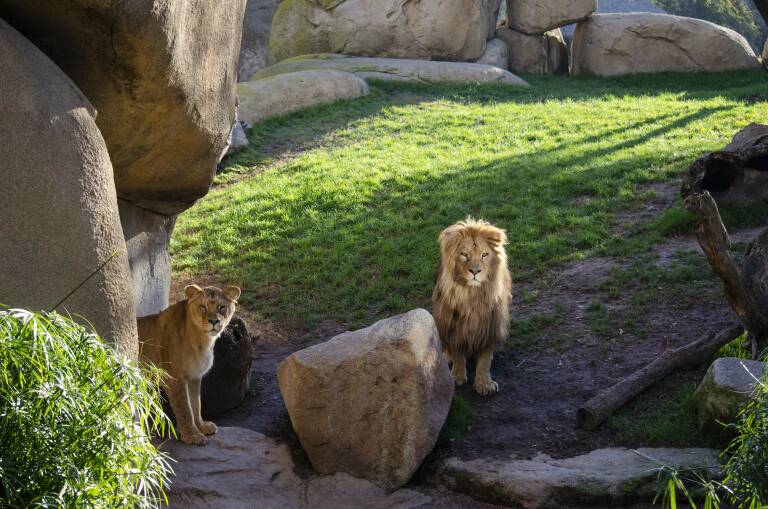 Bioparc Valencia aumentó un 4,8% sus ingresos en 2019 hasta los 13 millones 