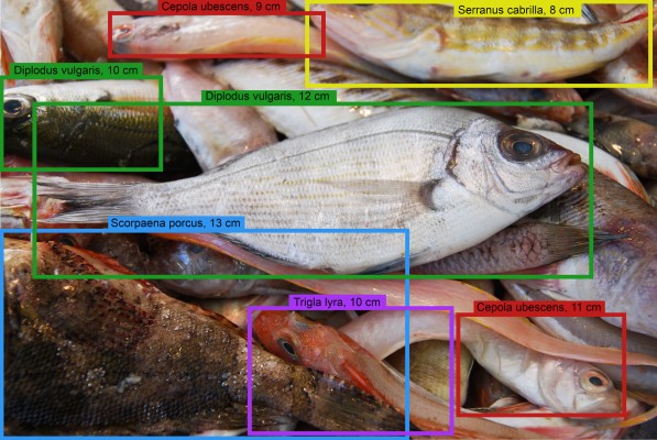 La UA y el Instituto de Ecología Litoral llevan la IA a la pesca artesanal con DeepFish