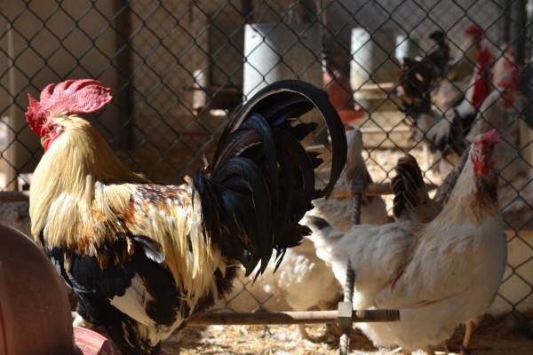 La mejor receta de cocina con gallina murciana tiene premio