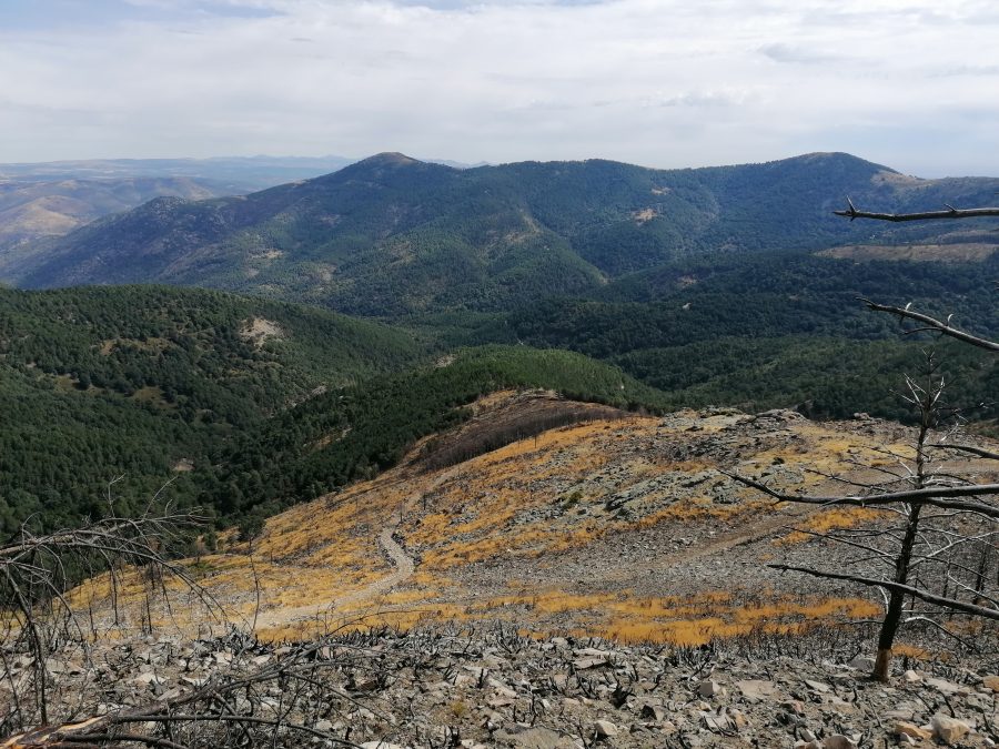 Efi colabora con Bosques Sostenibles y plantará 17 árboles por cada impresora Cretaprint que venda