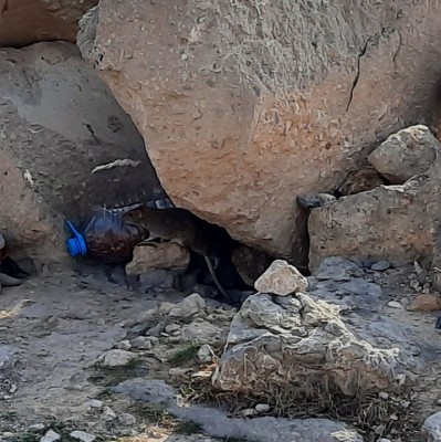 El PSOE denuncia suciedad y presencia de ratas en la playa de San Gabriel