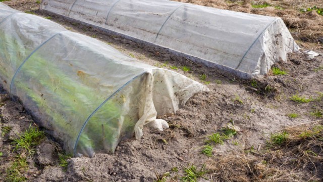 Benihort y la AVI desarrollan plásticos compostables para uso agrícola 