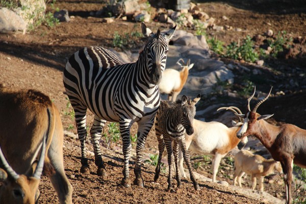 Una cebra, primer nacimiento del año en Terra Natura 