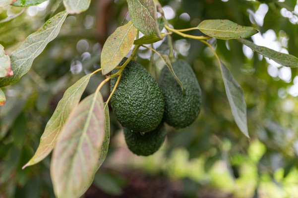 Mercadona compra más de 7.000 toneladas de aguacate nacional para la campaña de este año