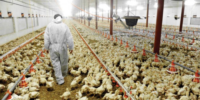 La cabaña aviar sigue creciendo en Castellón y Sant Mateu amplía una granja en 66.000 pollos