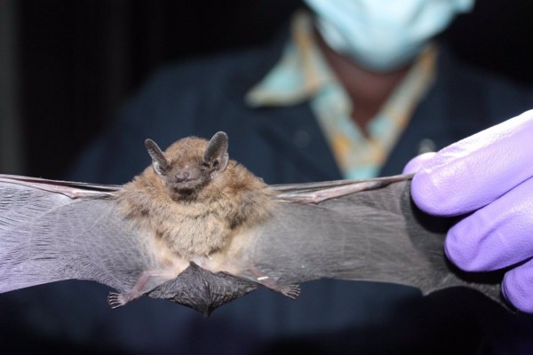 Avisan de que las patologías que se transmiten entre especies afectan cada año a más de 300.000 europeos
