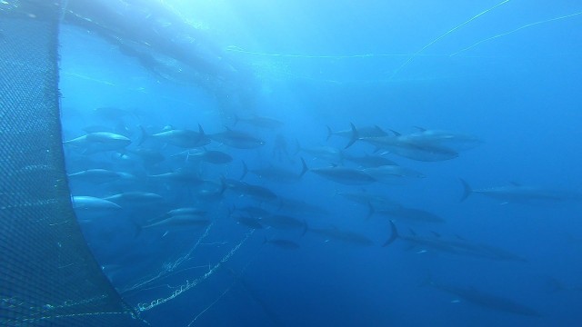Desarrollan en la Región un nuevo método genético para identificar atunes