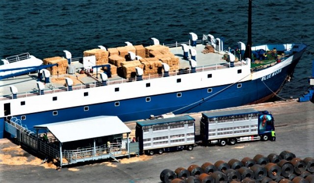 El Puerto interrumpe la exportación de ganado vivo