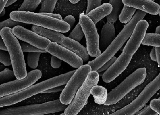 ¿Por qué las células usan la fermentación?