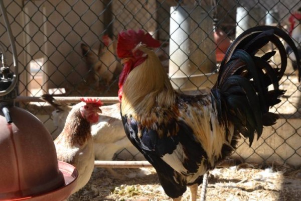 Rusia identifica el primer caso de gripe aviar H5N8 en un ser humano dentro de sus fronteras
