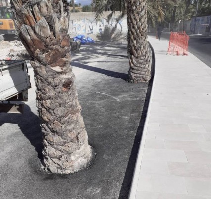 El Patronato del Palmeral acuerda establecer un tratamiento homogéneo para los alcorques de las palmeras 
 
