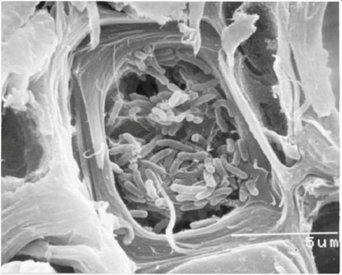 La Universidad de Alicante trabaja en una cura contra la Xylella fastidiosa